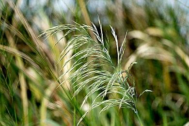 《牧场物语Welcome！美丽人生》海外版 明年夏季上线
